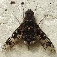 Parasitoides