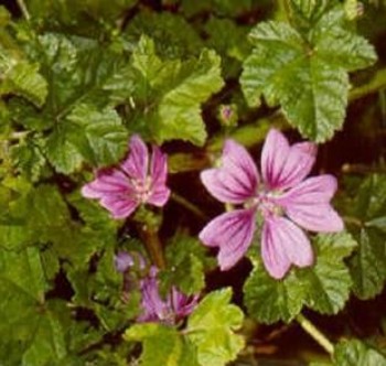 Malva