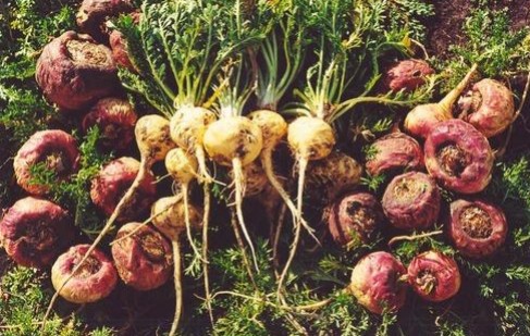 Maca peruana Maca peruana