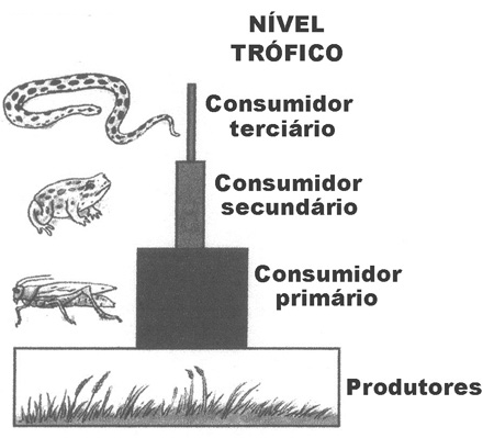 Níveis Tróficos