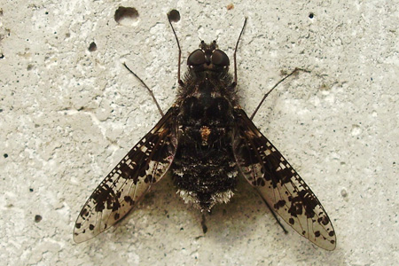 Parasitoides