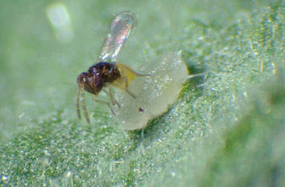 Parasitoides