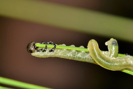 Pragas Biológicas Pragas Biológicas