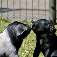 Zoologia