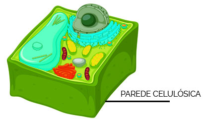 Parede Celulósica