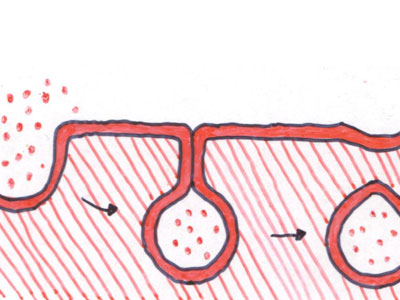 Pinocitose