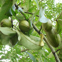 Castanha-do-Maranhão
