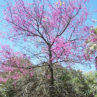 Pau de Rosas