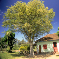 Cereja-do-Rio-Grande