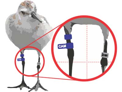 Anilhamento de Aves