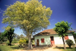 Cereja-do-Rio-Grande