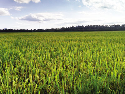 Campos do Sul