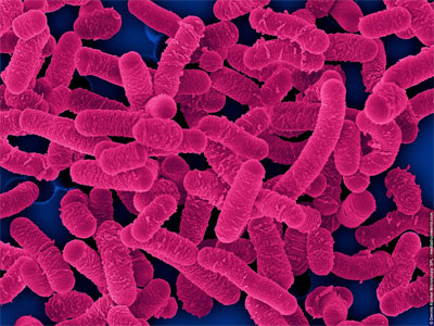 Bacteriologia