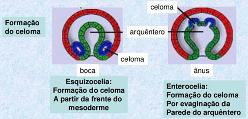 Celoma