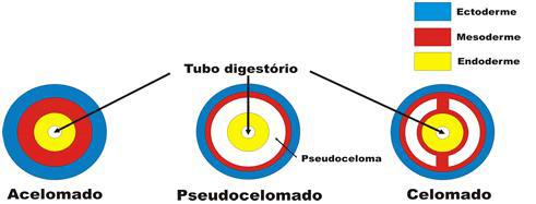 Tipos de Celoma Tipos de Celoma