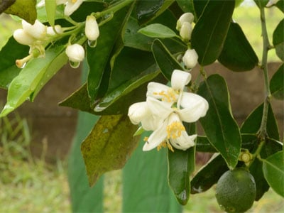 Hormônios Vegetais