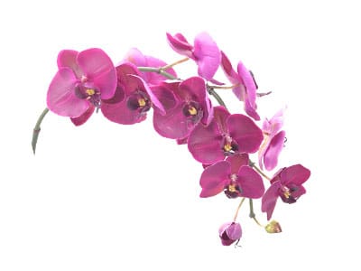 Monocotiledôneas