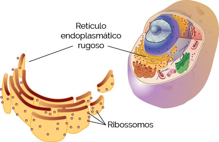Ribossomos Ribossomos