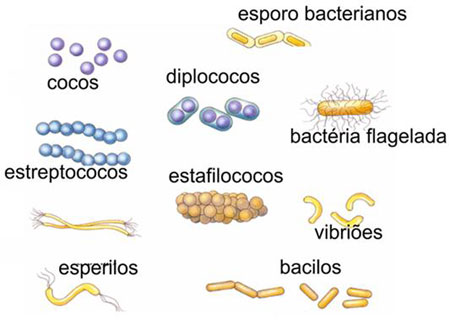 Tipos de Bactérias Tipos de Bactérias