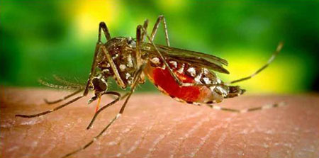 Vetor Epidemiológico