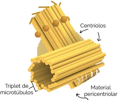 Centríolos