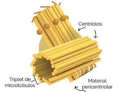 Centríolos
