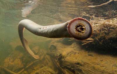 Lampreia Lampreia