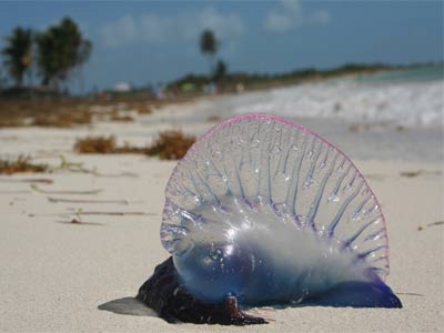 Hidrozoários