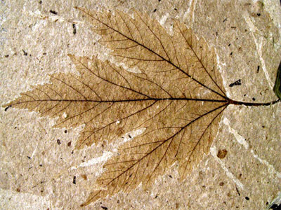 Paleobotânica
