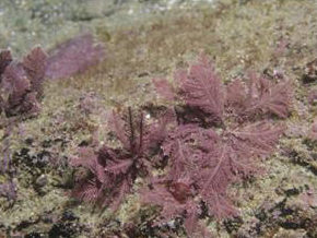Espécie de alga vermelha do gênero Corallina Espécie de alga vermelha do gênero Corallina