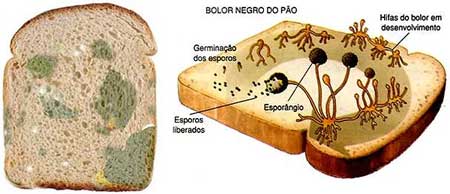 Bolor Bolor