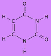 Uracila