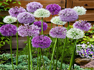 Allium Ornamental