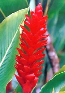 Alpinia Alpinia
