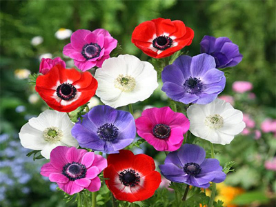 Anêmona – Anemone coronaria