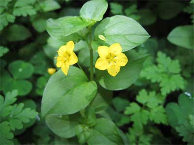 Sinecologia