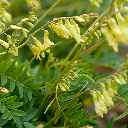 astragalus astragalus
