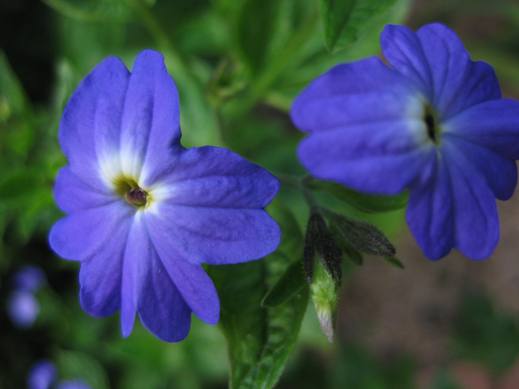 Brovália Azul