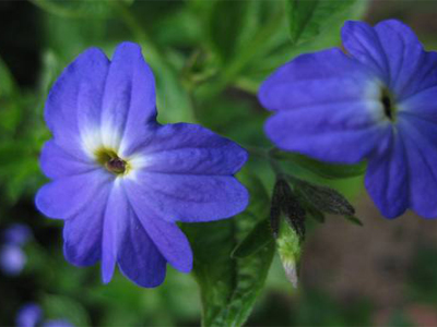 Brovália Azul