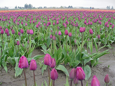 Tulipa