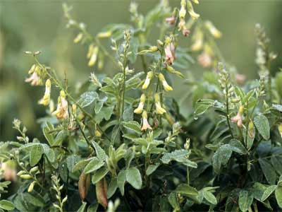 Astragalus