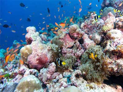 Biologia Marinha