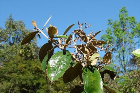 canela de velho canela de velho