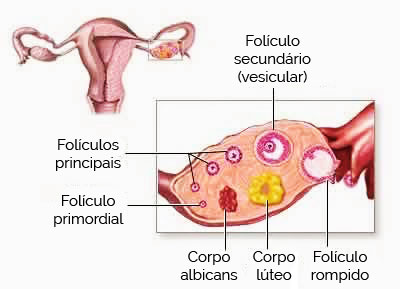 Corpo Lúteo Corpo Lúteo
