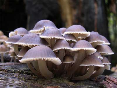 Decompositores