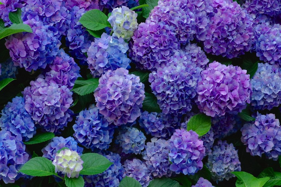 Hortênsia