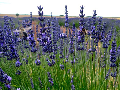 Lavanda