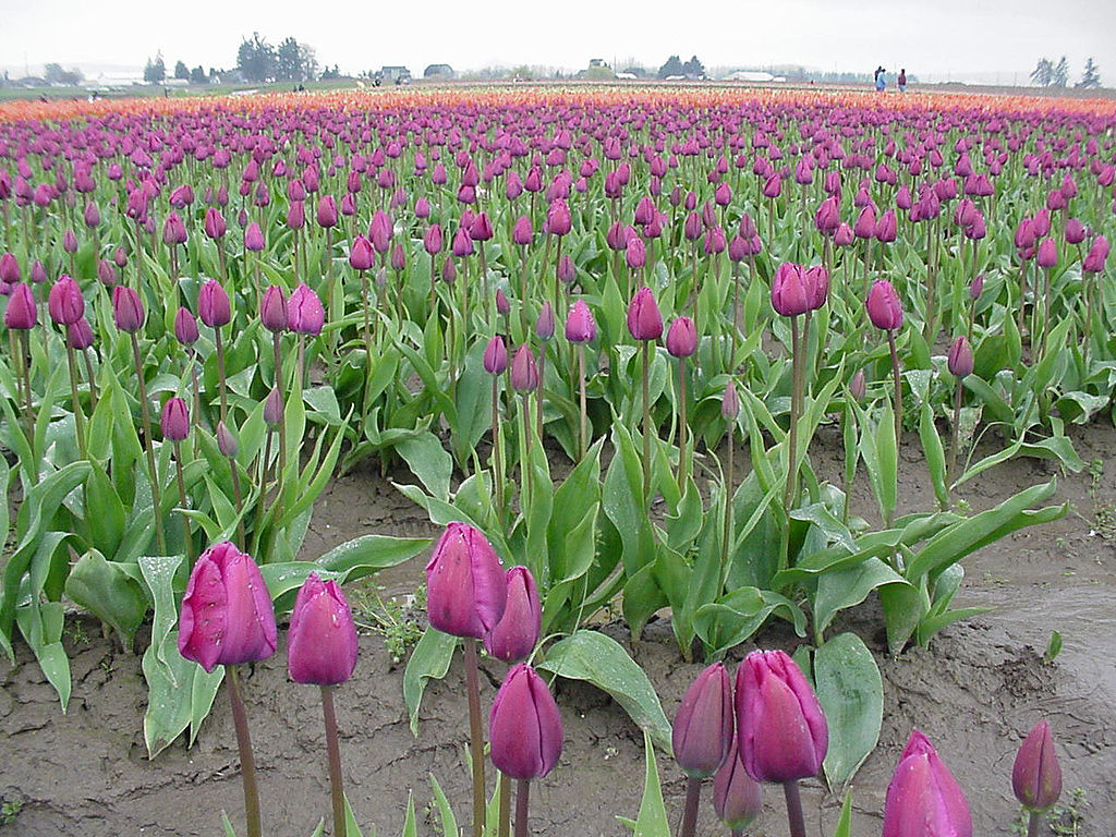 tulipa