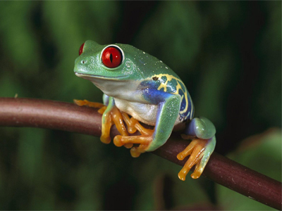 Herpetologia