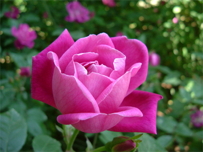 Rosa Flor